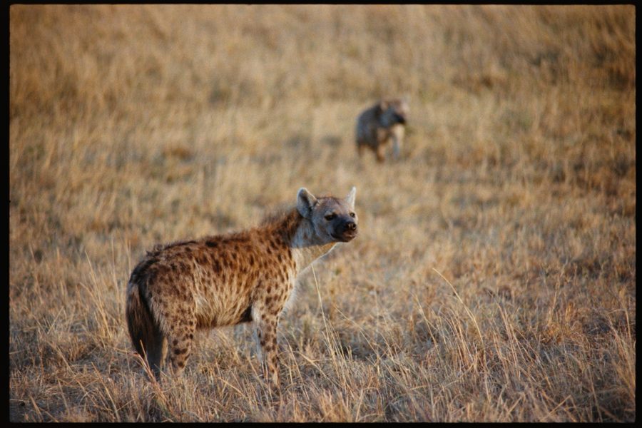 Maasai Mara