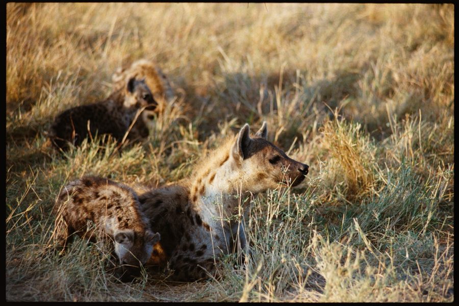 Maasai Mara