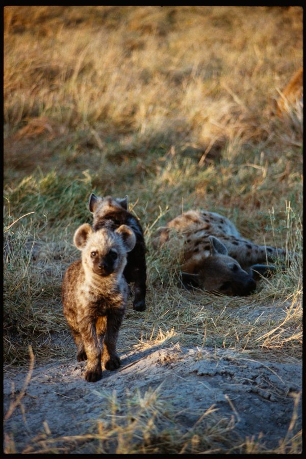 Maasai Mara