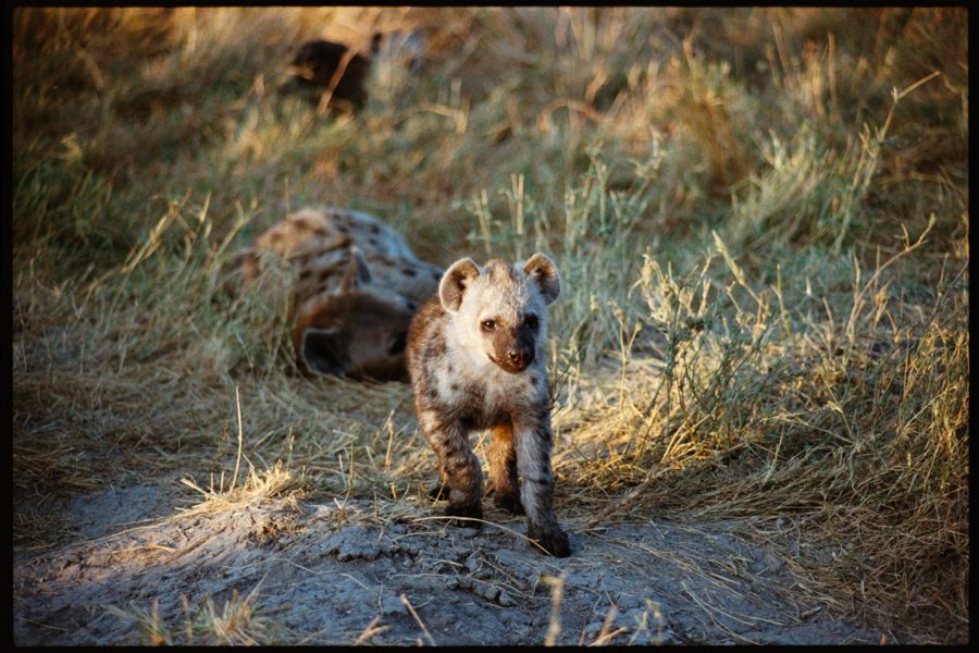 Maasai Mara