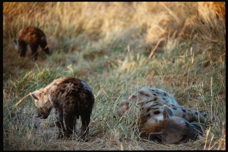 Maasai Mara