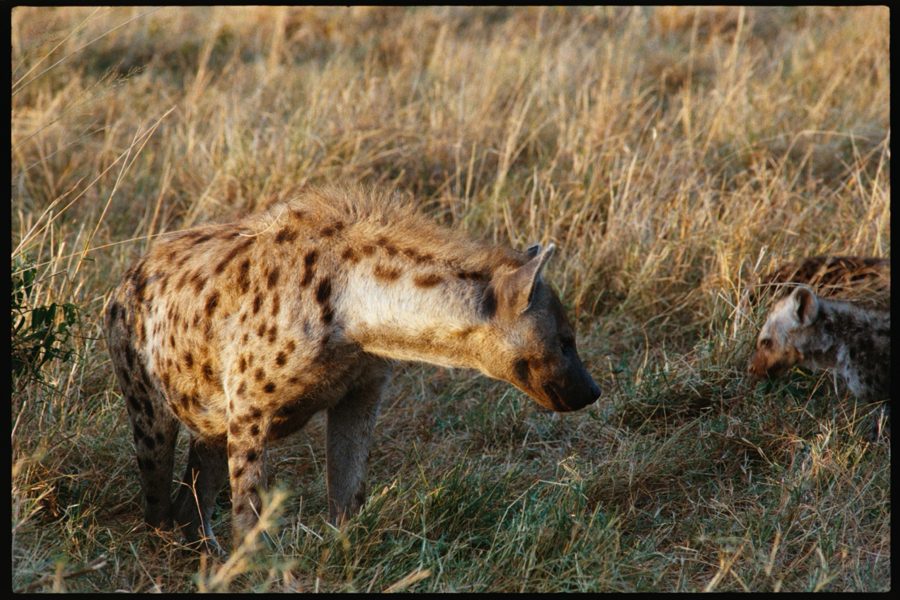 Maasai Mara