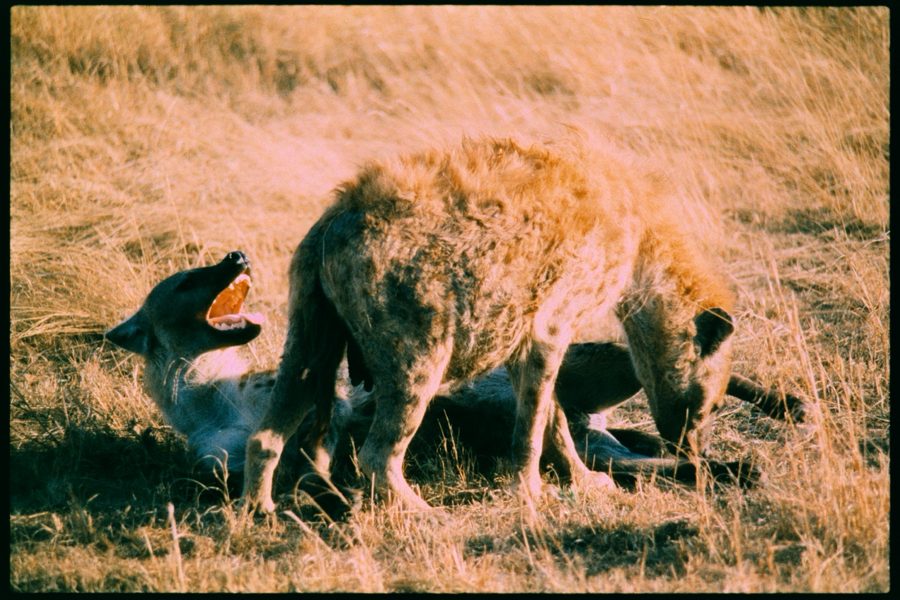 Maasai Mara