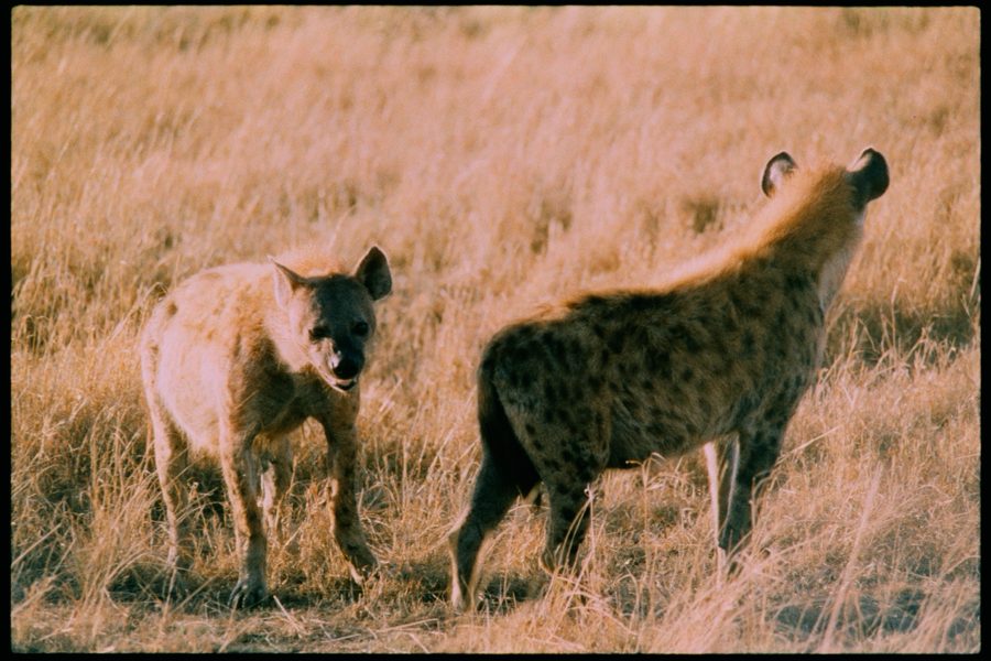 Maasai Mara