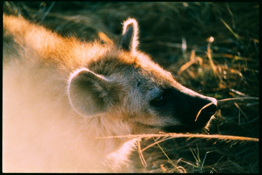 Maasai Mara