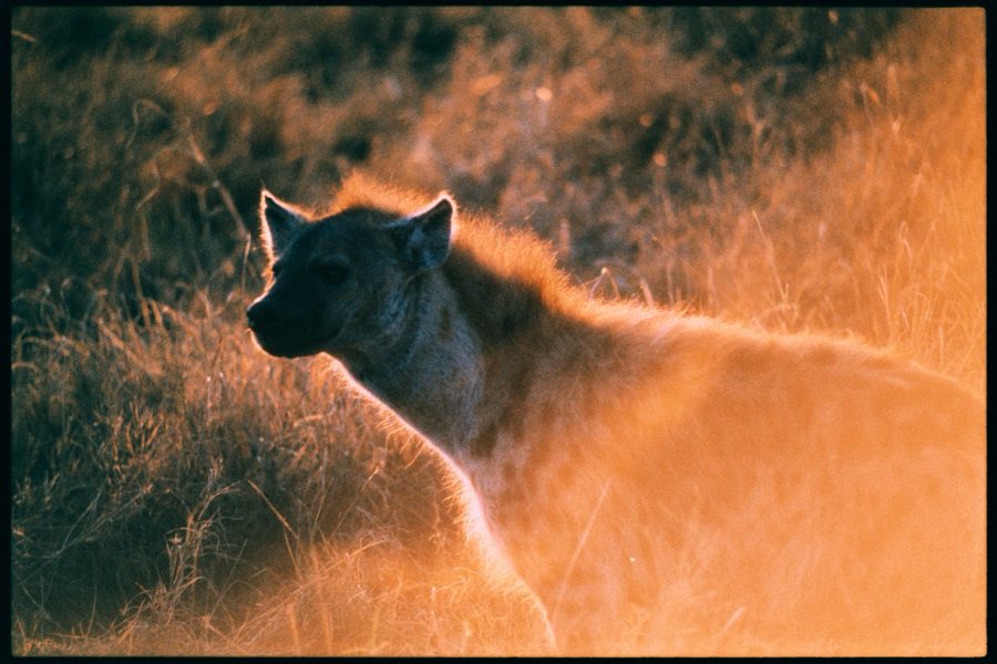 Maasai Mara