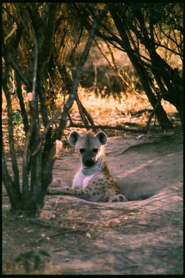 Maasai Mara