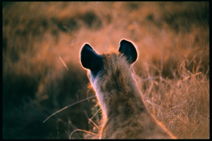 Maasai Mara