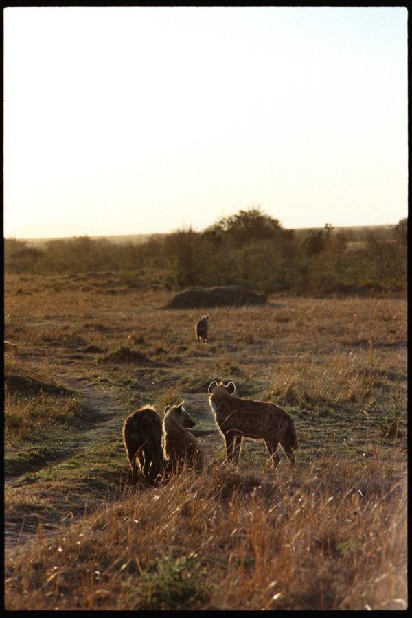 Maasai Mara