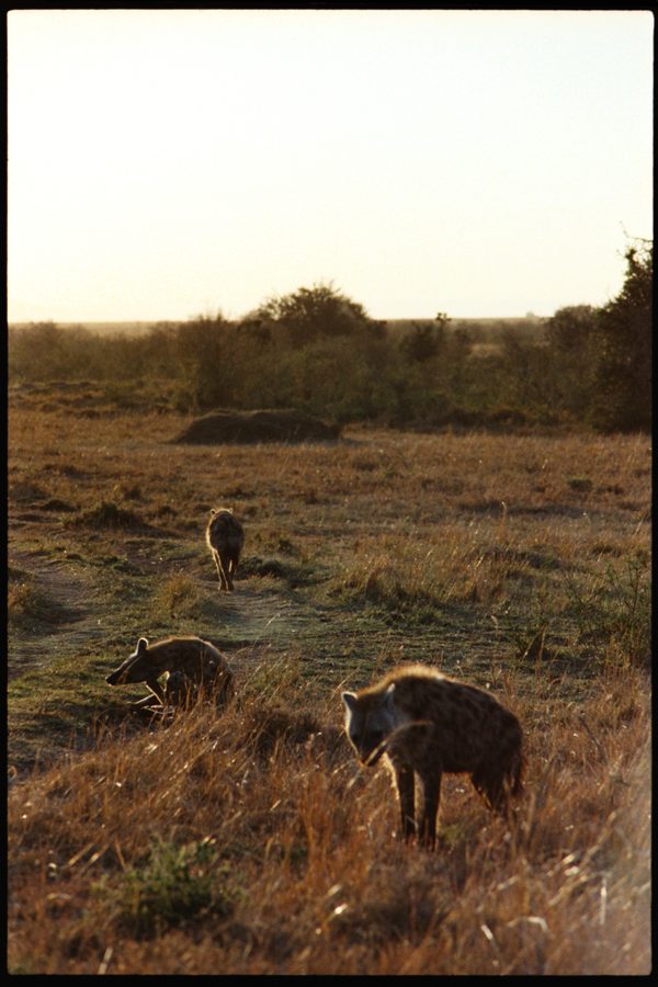 Maasai Mara