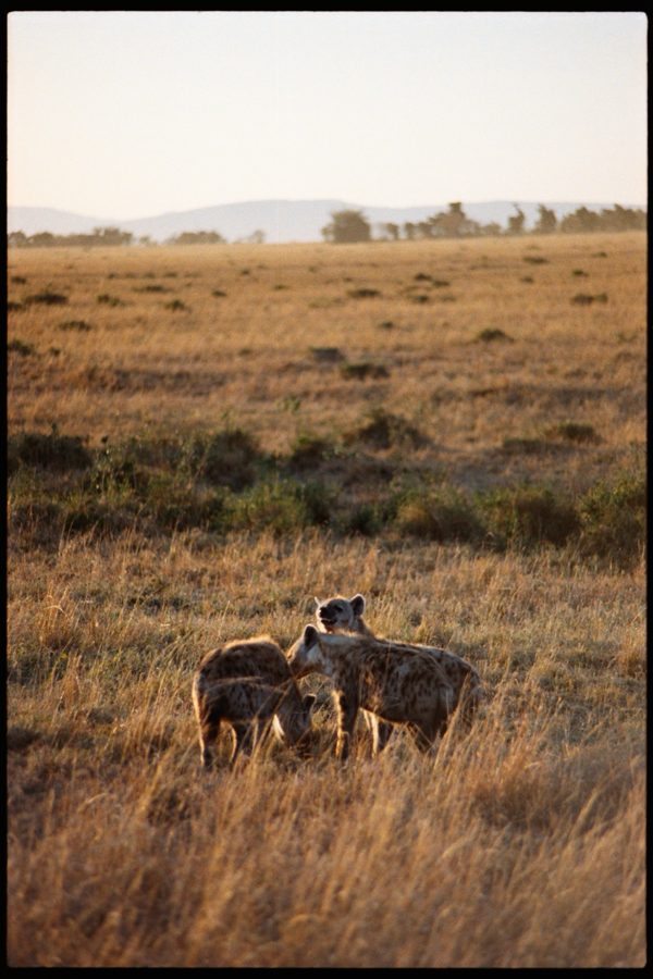 Maasai Mara