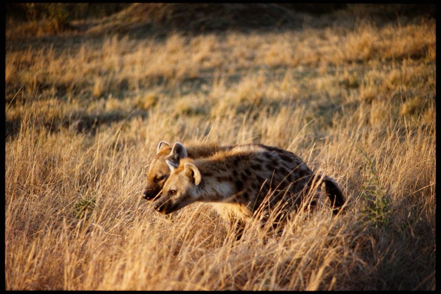 Maasai Mara