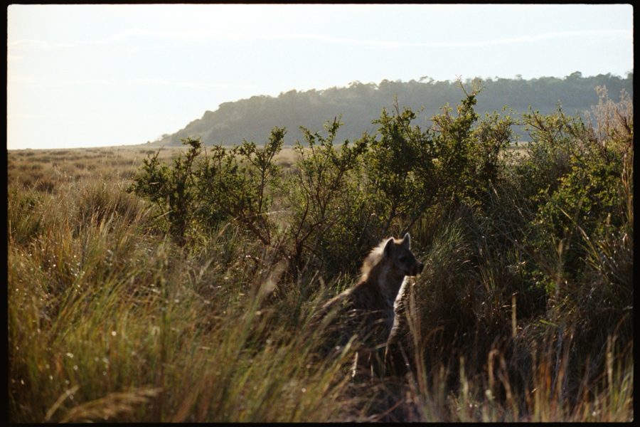Maasai Mara