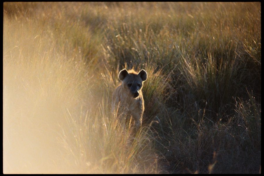 Maasai Mara