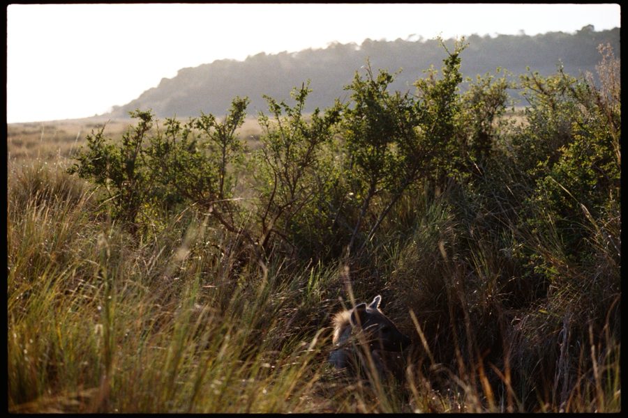 Maasai Mara