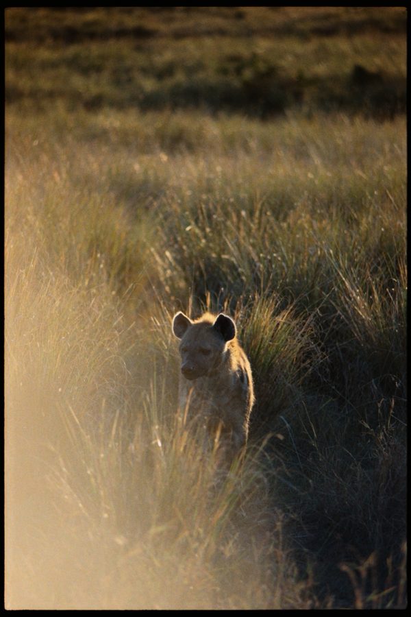 Maasai Mara
