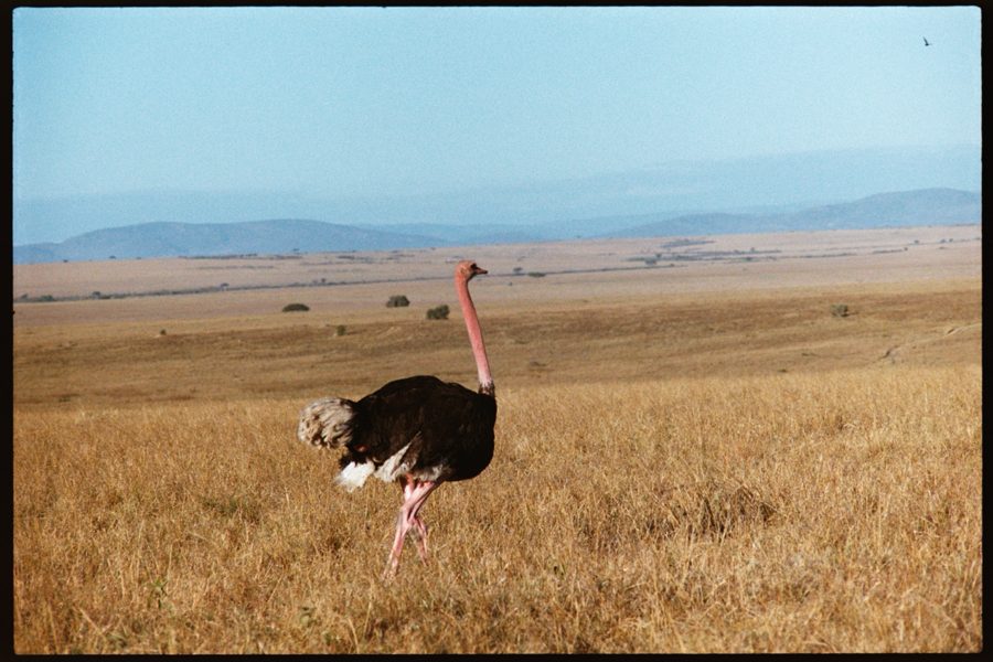 Maasai Mara