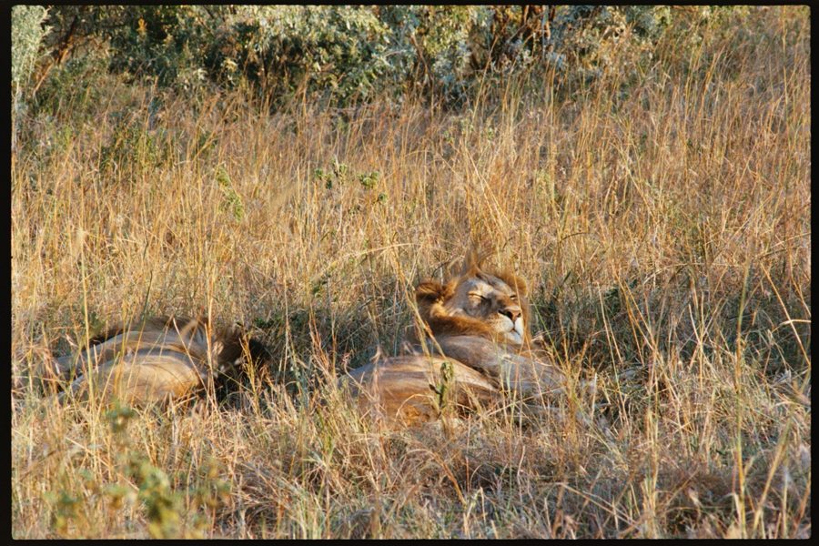 Maasai Mara