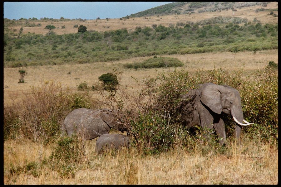 Maasai Mara