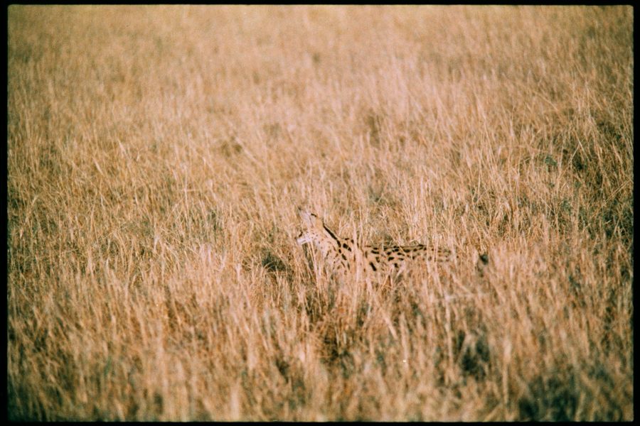 Maasai Mara