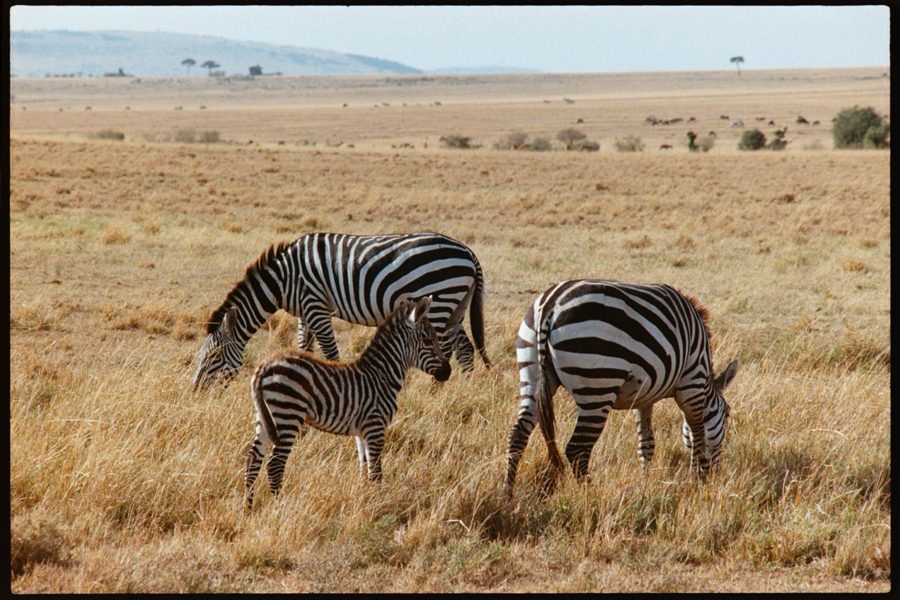 Maasai Mara