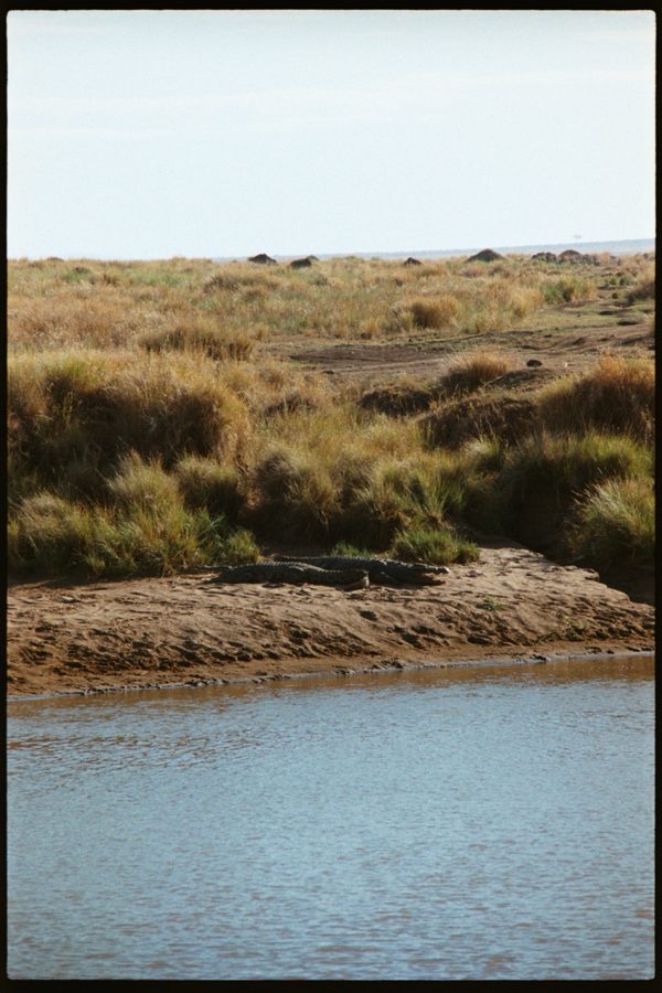 Maasai Mara